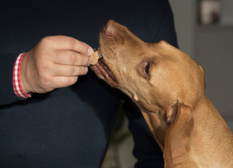leckerli für hunde