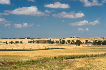 Obraz premium Rural landscape in Apulia at summer