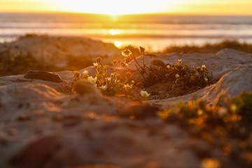 Grass in the rays of the setting sun