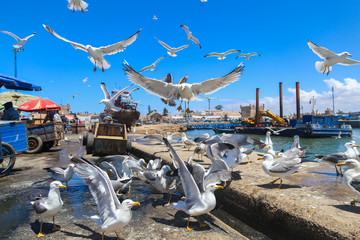 Seagull gutted in a fishing port