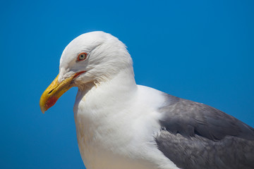 Portrait of a seagull herring - Larus cachinnans