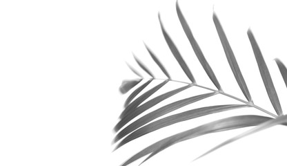 tropical nature shadow palm leaf isolated pattern background