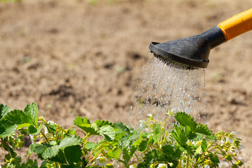 Farmer watering flowered strawberries