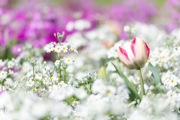 Gorgeous bright tulip with pink stripes in a flower bed on a blurry background