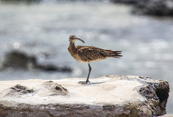 Vietnamese curlew ( Numenius), sits on the reef on the coast of the ocean
