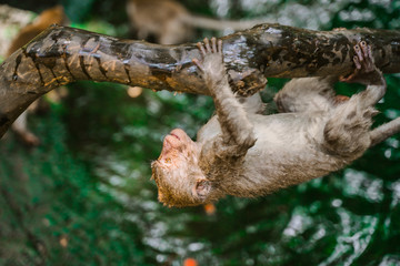 Fototapeta premium A young Monkey is climbing a branch in the Jungle. Monkeys play at the fountain. Monkey forest in Ubud. Most visited place in Ubud
