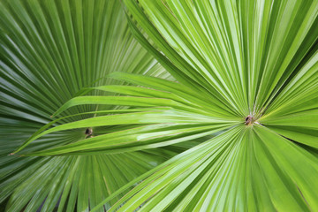 tropical nature green fan palm leaf on pattern background