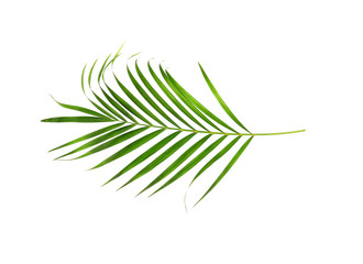 tropical nature green palm leaf isolated on white pattern background