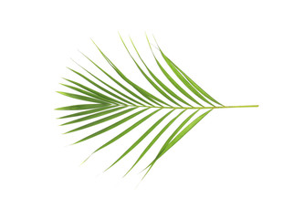 tropical nature green palm leaf isolated on white pattern background
