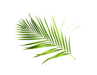 tropical nature green palm leaf isolated on white pattern background