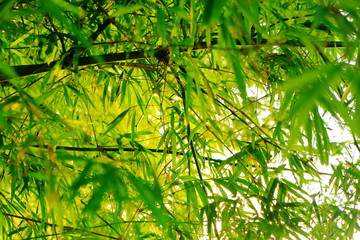 Bamboo leaves, Green leaf on blurred greenery background. Beautiful leaf texture in sunlight.