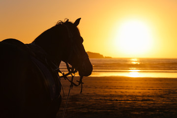 Horse on the background of the setting sun