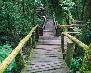 wooden bridge with green moss  in forest at Ang Ka Luang Nature Trail is an educational nature trail inside a rain-forest on the peak of Doi Inthanon National Park in Chiang Mai, Thailand.  H