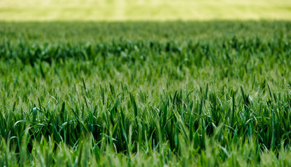 Fototapeta premium Champ cultivé de céréales à Challes-la-Montagne, France