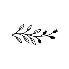 Single hand drawn herbal element on a white isolated background. Doodle, simple outline illustration.