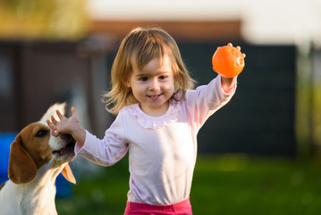Little girl child playing in sunny day in backyard with her best friend beagle dog.