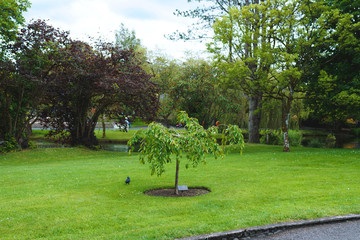 small tree on green lawn