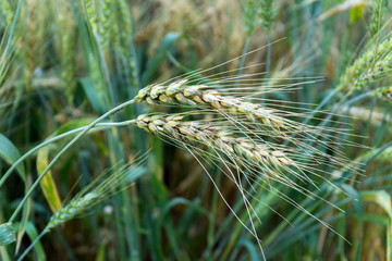 Macro green barley grain field background. Closeup young green ear barley field with leaves