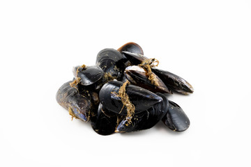 Mussels with a white background