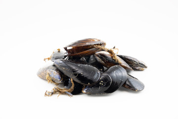Mussels with a white background