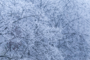 Winter tree branch texture. Trees covered with frost in winter morning. Early winter fog with bare frozen tree branches. winter website cover