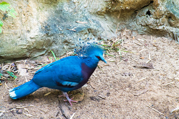 Closeup Victoria Crowned Pigeon bird on ground background. Exotic Bird Goura Victoria or Victoria Crested Pigeon whole body. (Columbidae)