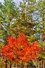 仁和寺の五重の塔と紅葉