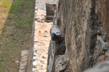 A pigeon is siting at hauz khas lake and garden from the hauz khas fort at hauz khas village at winter foggy morning.