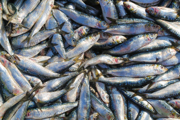 Fototapeta premium A bunch of sardines on the fishing market in the port of Essaouira