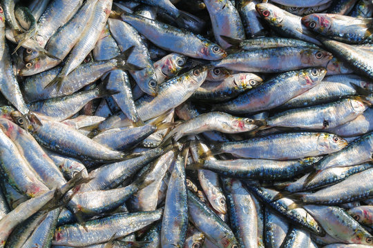 A bunch of sardines on the fishing market in the port of Essaouira