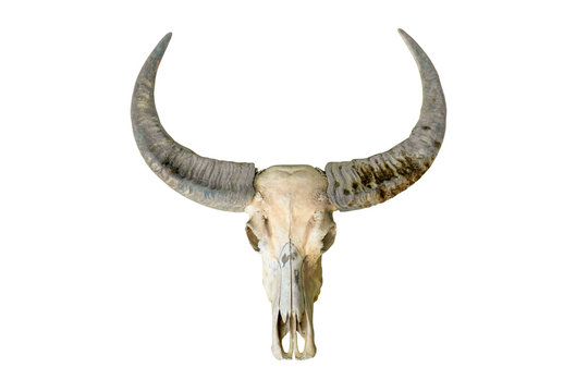 Buffalo head bone isolated on white background. Buffalo head skeleton with long horn isolated