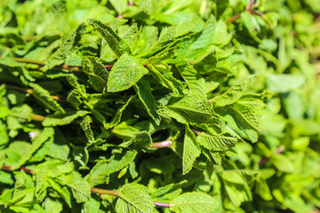 Mint leaves in Morocco market