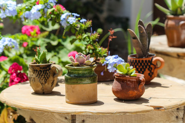 Fototapeta na wymiar Flowers in pots decorative on an old table