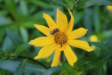 Abeja en medio de la flora amarilla  polinizando. 