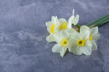 Narcissus bouquet laying on grey plaster bakground