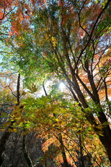 아름다운 한국의 가을 단풍