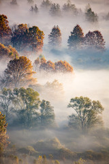 Sunrise on the Adda river with fog and its vegetation