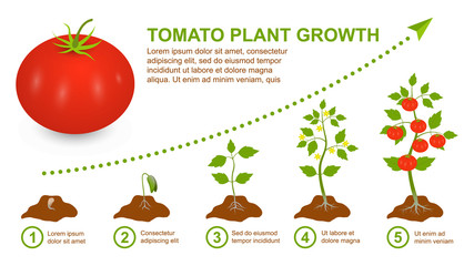 Big ripe red tomato. Stage growth tomato plant. Phased cycle of life tomato plant, root, seed, flower, leaf. Fruiting stages. Yellow flower. Vector. Illustration. Isolated on white background