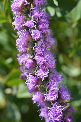 Prairie blazing star