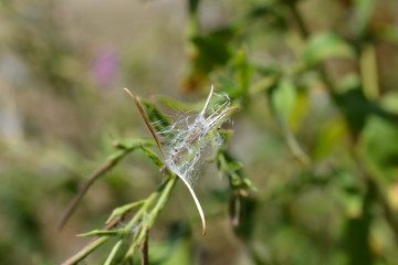 Great hairy willowherb