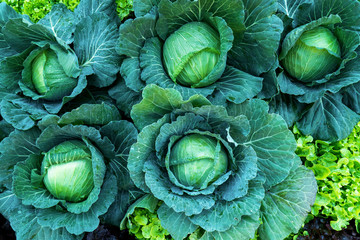 Fresh cabbage vegetables in the garden background. Fresh green cabbages agriculture at farm