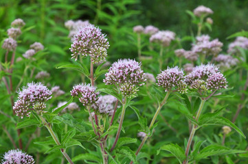 It blooms in nature hemp agrimony (Eupatorium cannabinum)