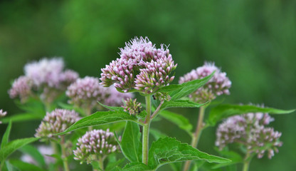 It blooms in nature hemp agrimony (Eupatorium cannabinum)