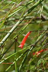 Firecracker plant