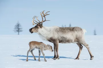 Photo sur Plexiglas Renne renne au printemps, renne femelle avec progéniture