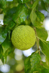 Osage orange
