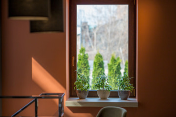 Cafe interior with living plants on windowsill in modern style