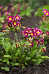 Obraz premium Bushes of lilac primrose with a yellow center and on a long stem with water droplets after rain on the flowers. Spring concept, beautiful flowers blooms in the garden