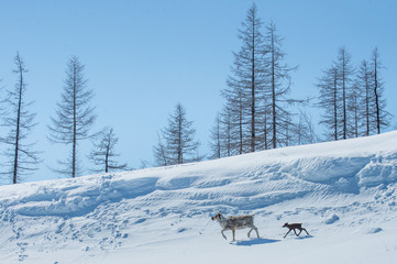 reindeer in the spring, female reindeer with offspring