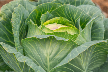 Fresh green cabbage in farm field vegetable organic background. Close-up of cabbage cabbage in the garden on a garden bed.